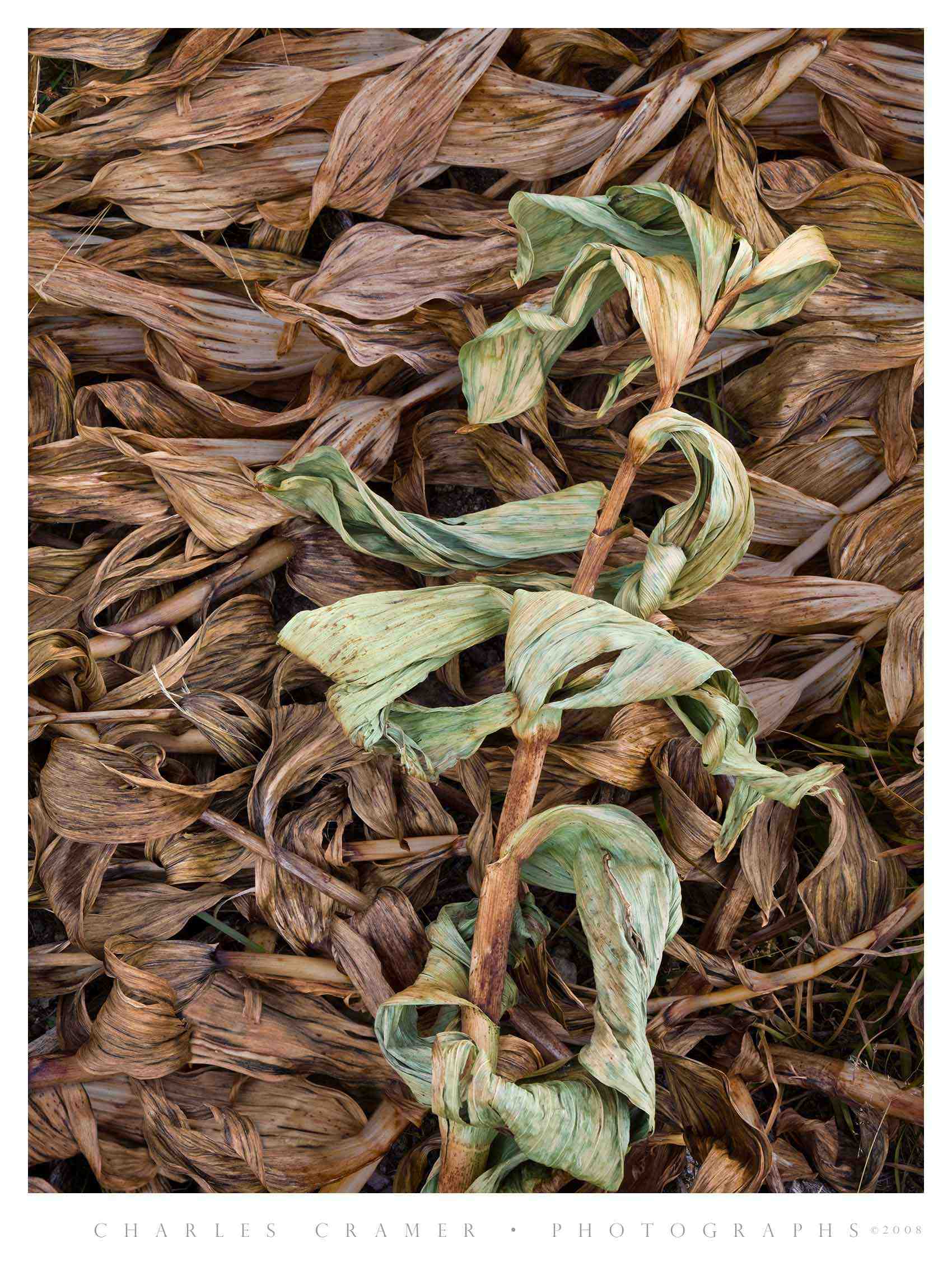 Corn Lillies, Boothe Lake, Yosemite