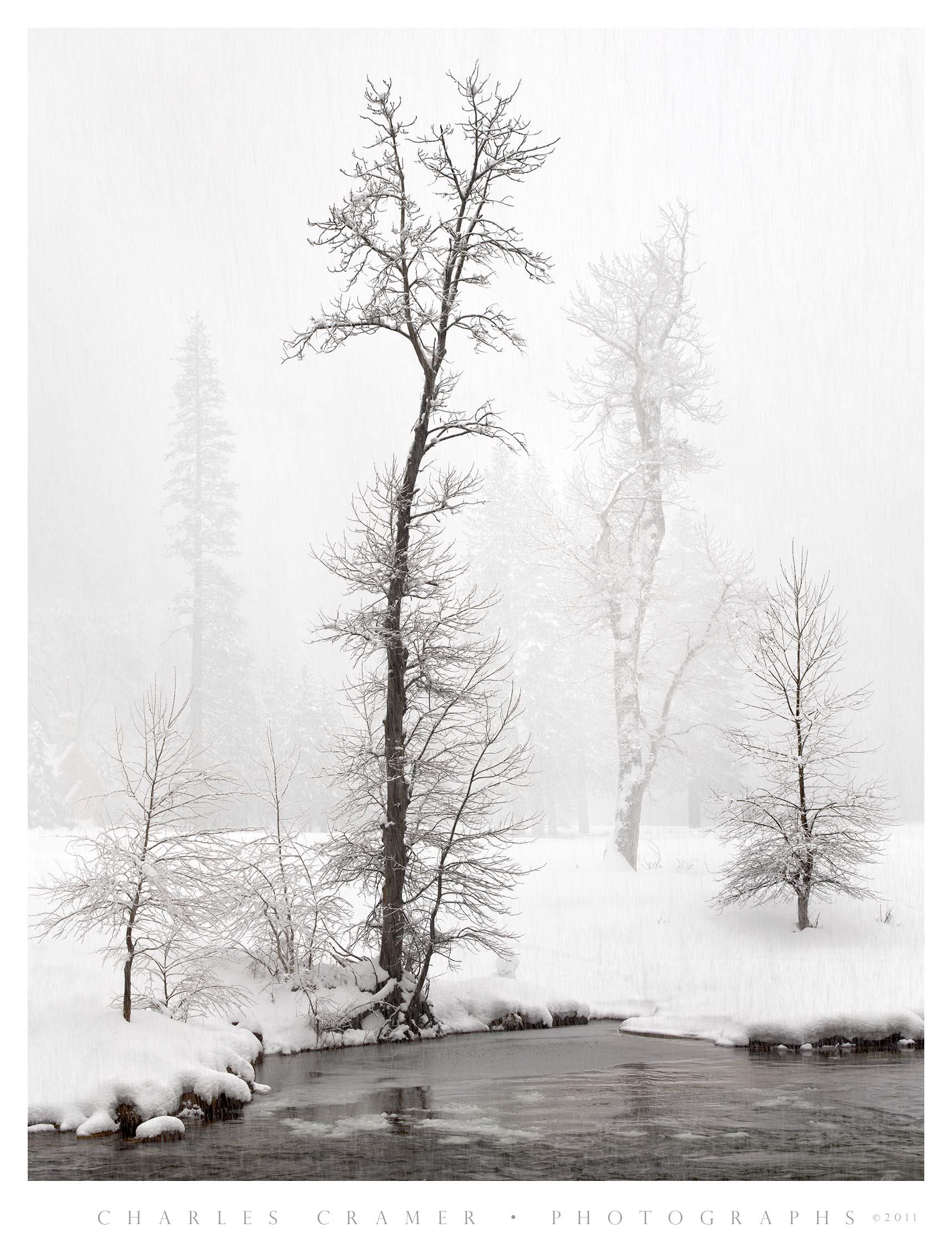 Snowstorm, Cottonwoods along Merced River, Yosemite