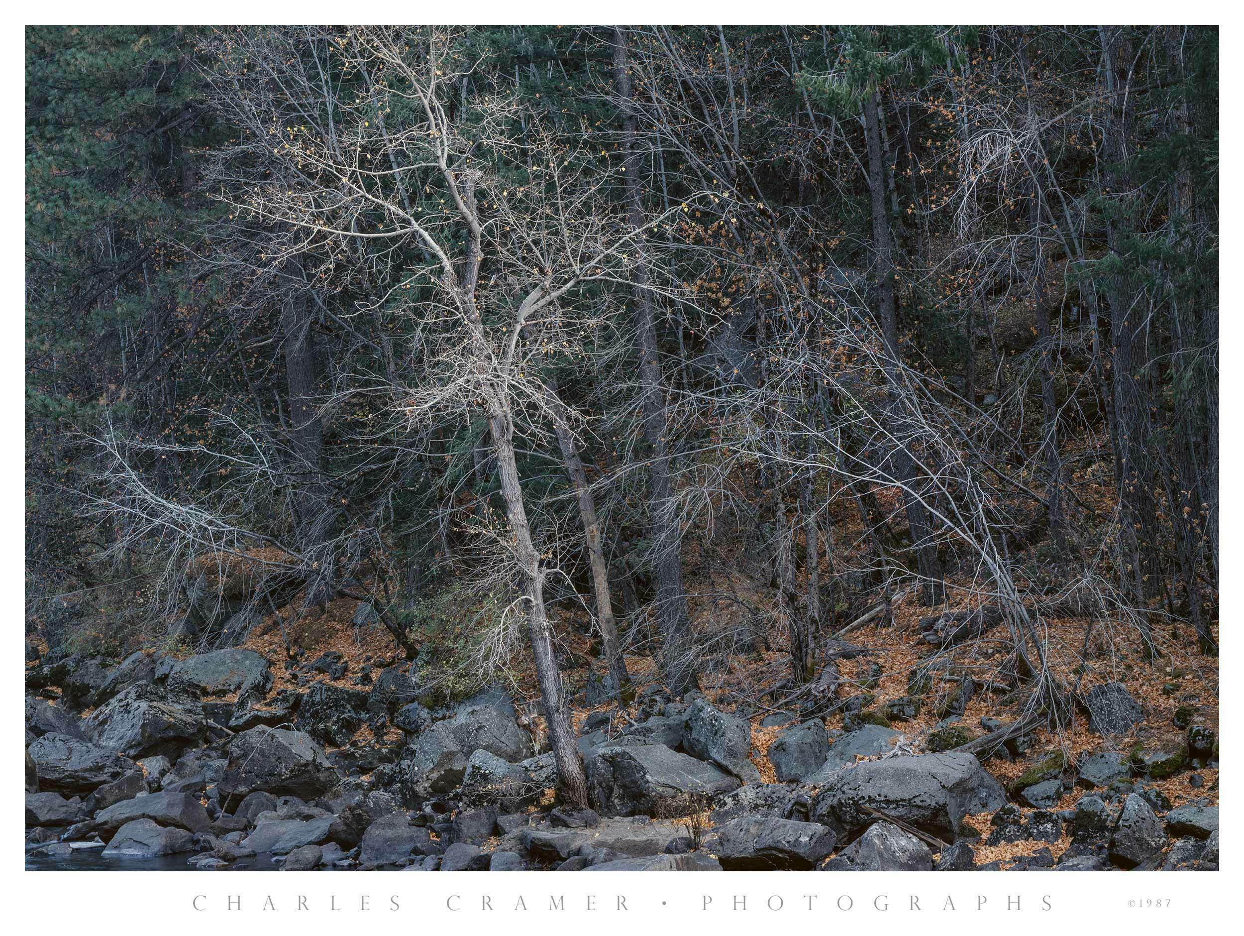 Trees along Merced Shore, Yosemite