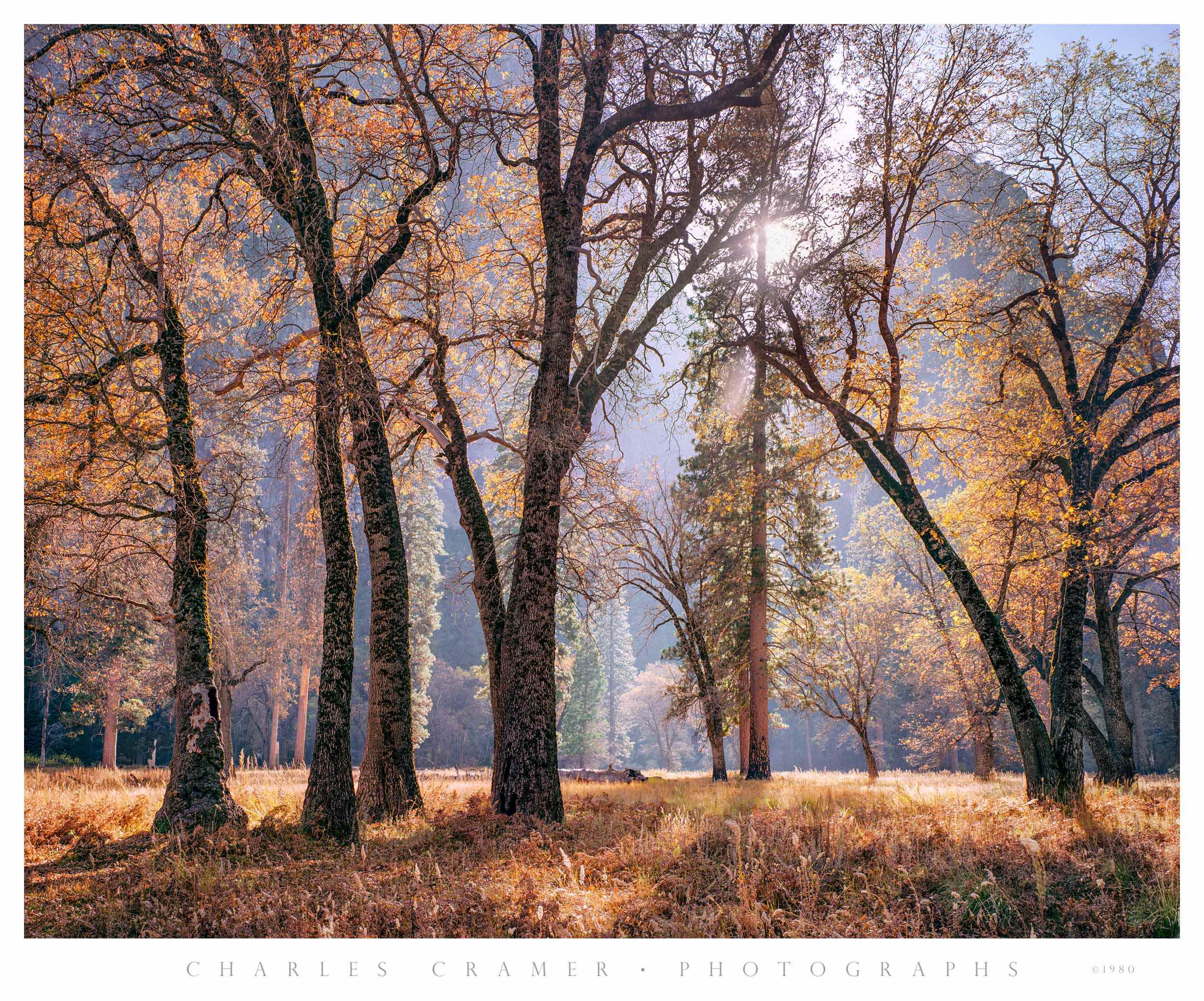 Meadow and Sun, Autumn, Yosemite