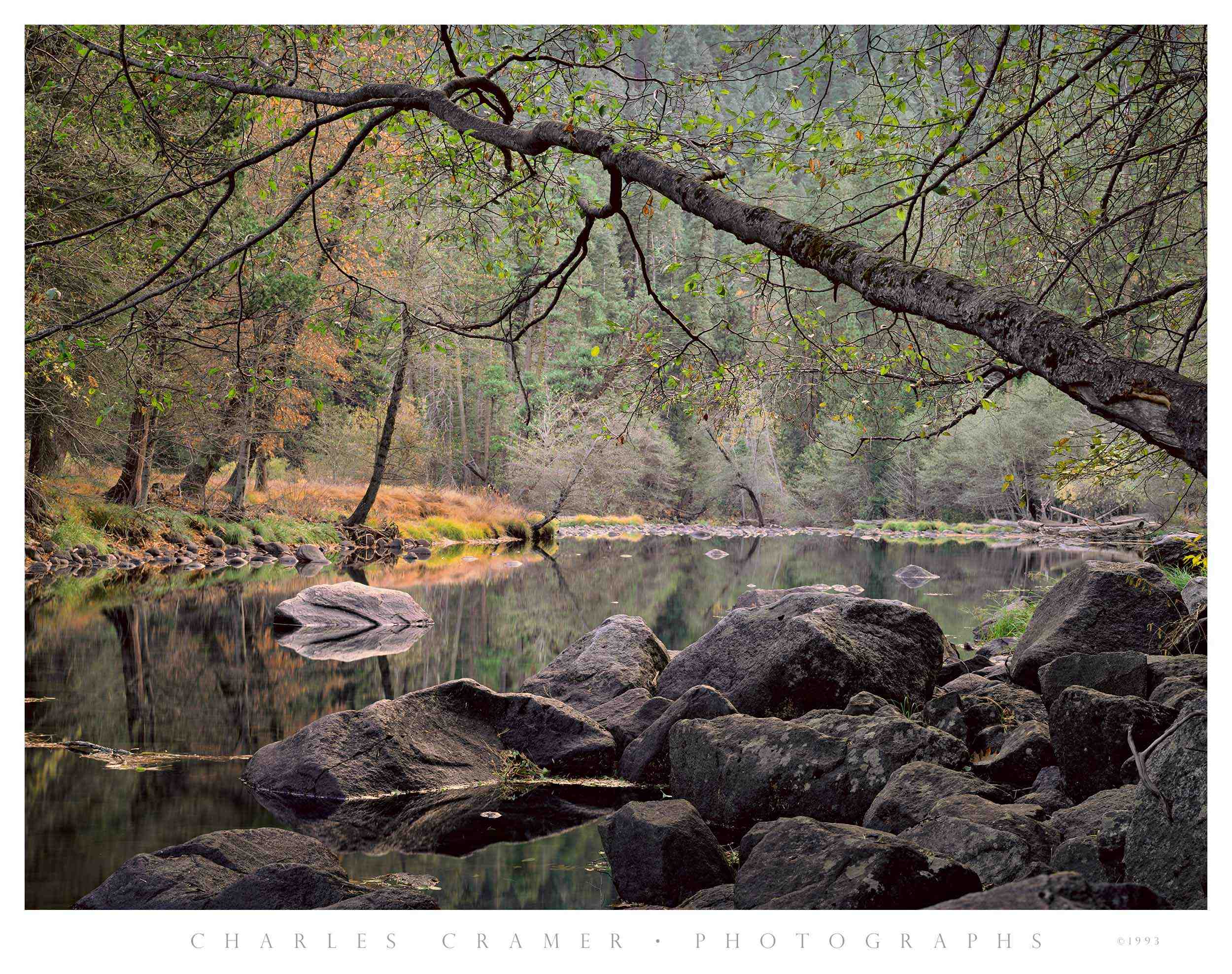 Overhanging Branch,  Merced River, Yosemite