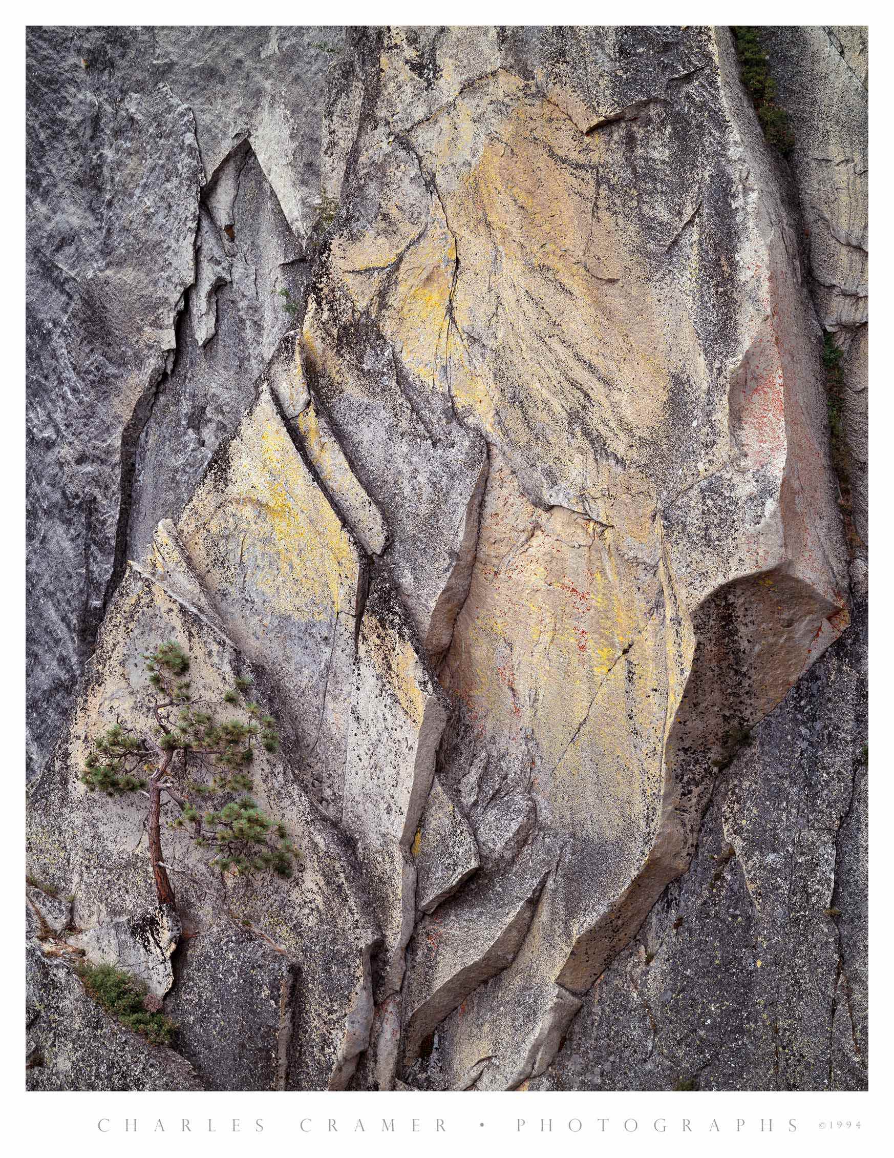 Pine,  Face of Half Dome, Yosemite