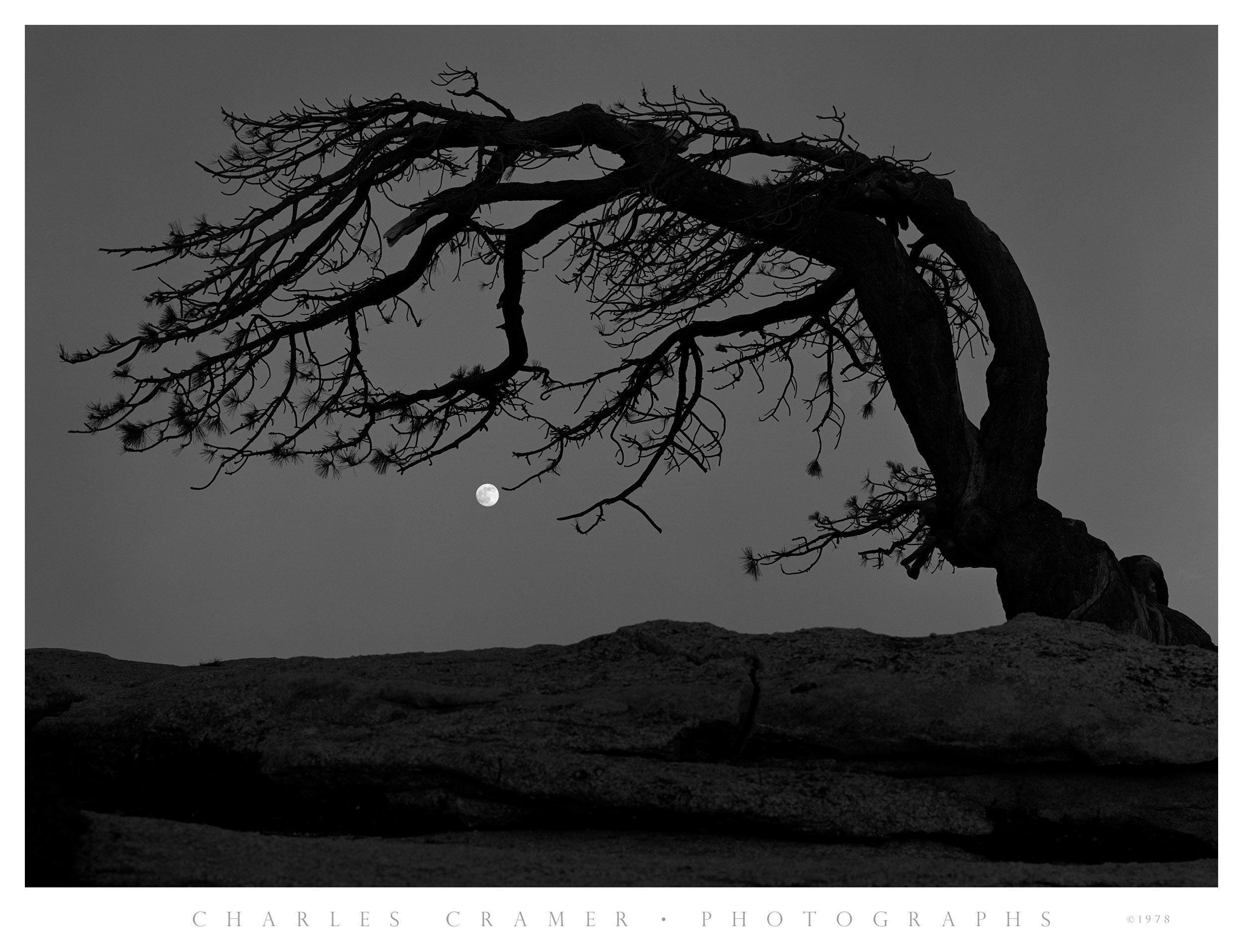 Moon, Jeffrey Pine, Sentinel Dome, Yosemite