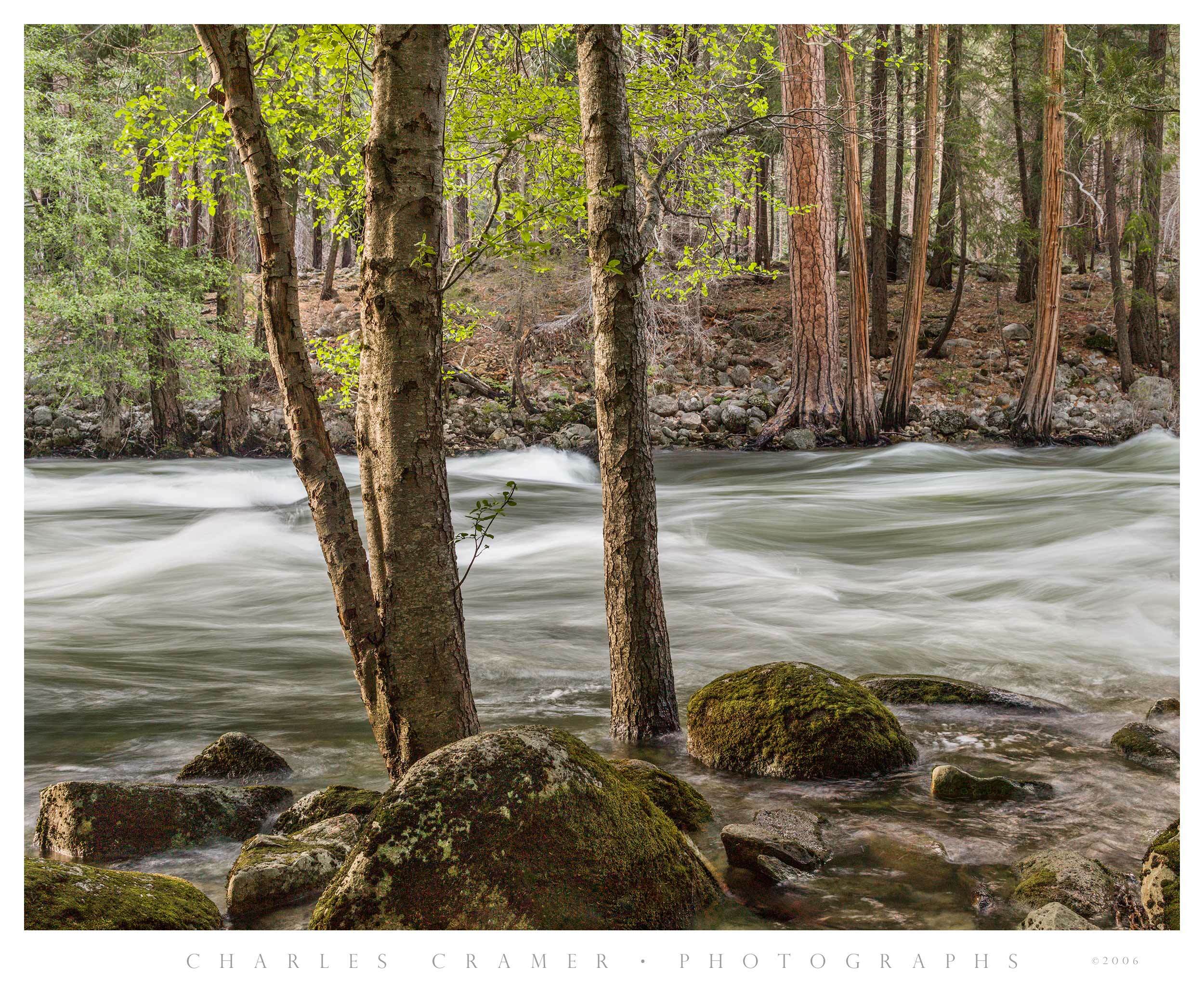 Near and Far Trees, Along Merced River, Yosemite