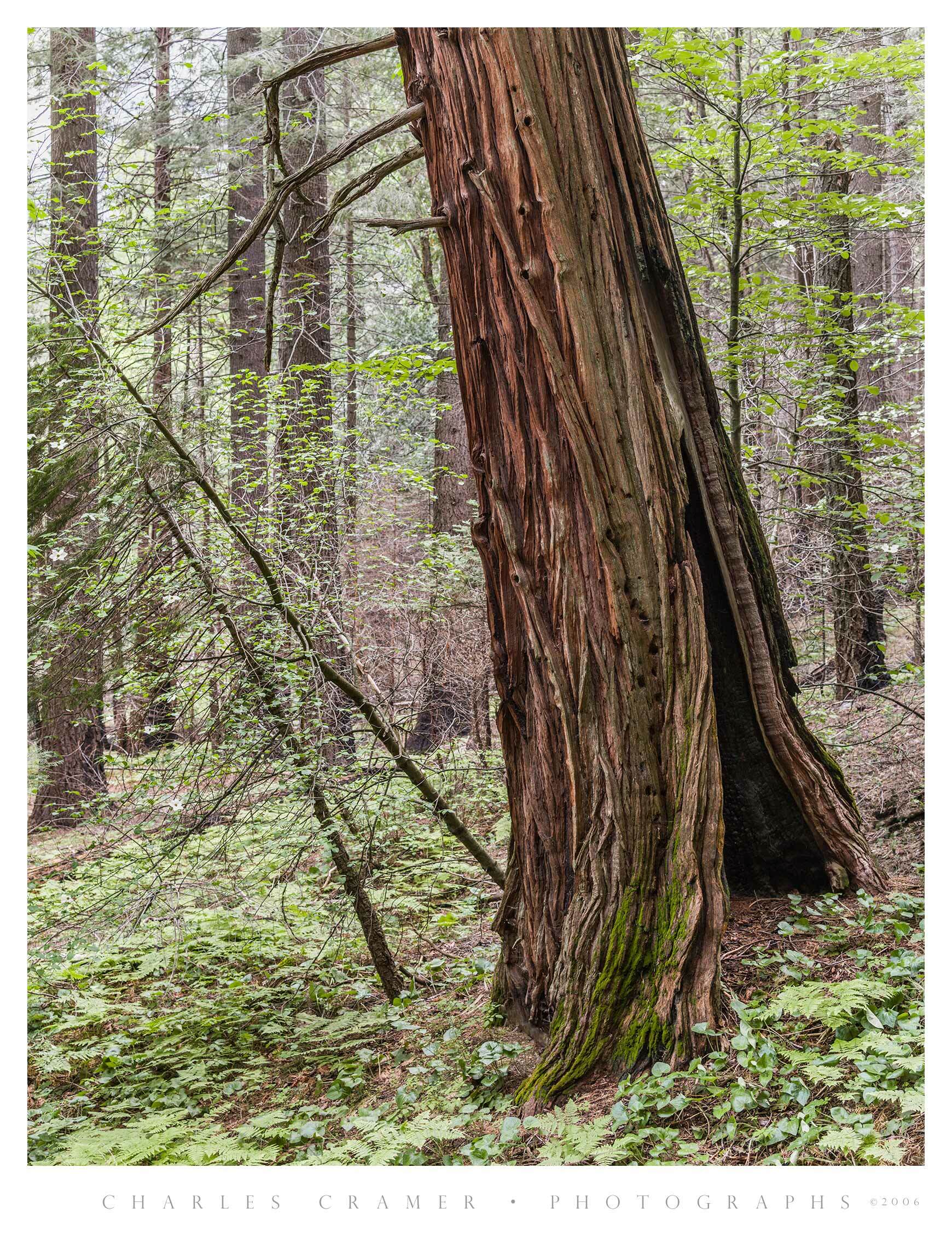 Leaning Incense Cedar, Dogwoods, Yosemite Valley, Spring