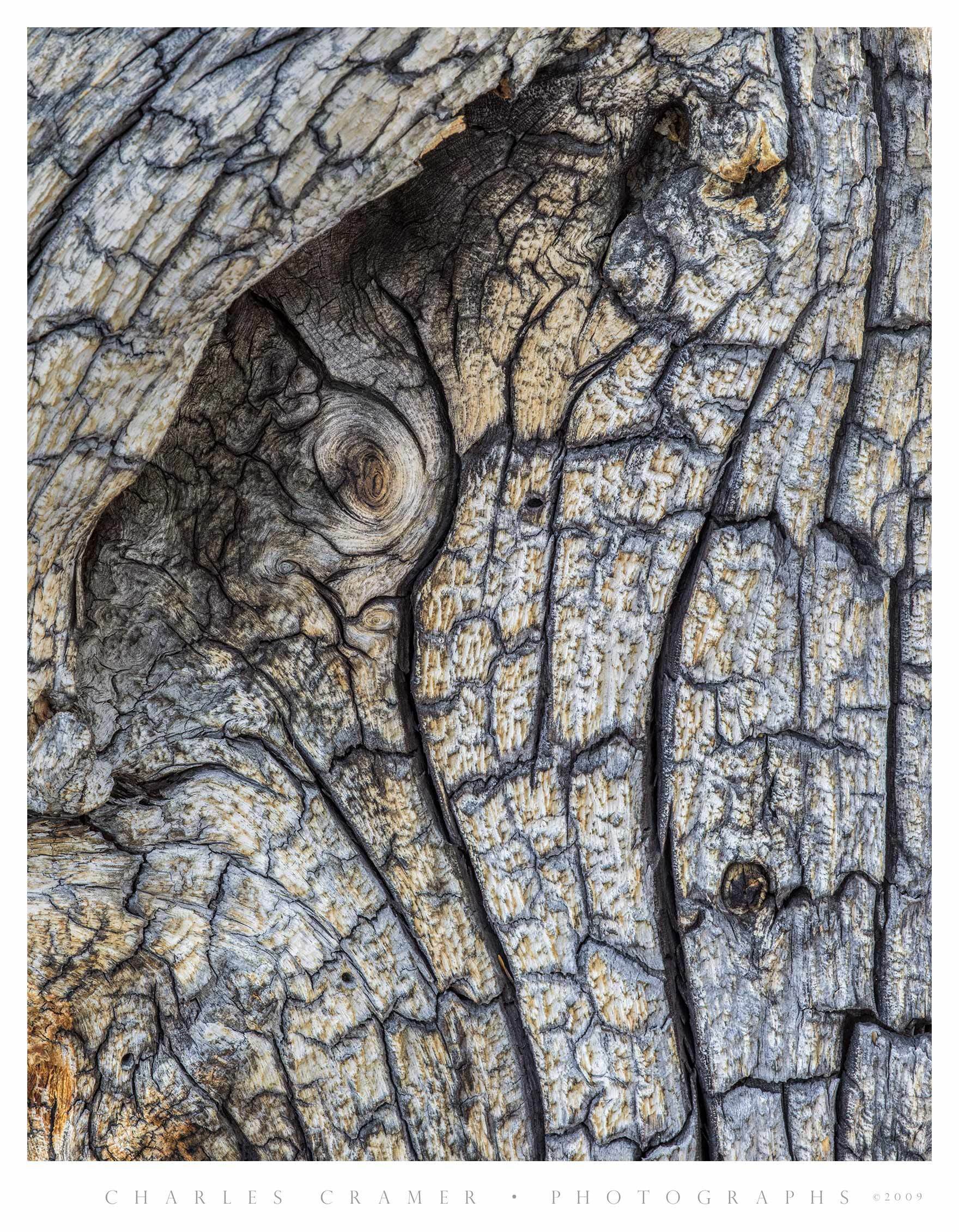 Snag detail, Cathedral Lakes, Yosemite