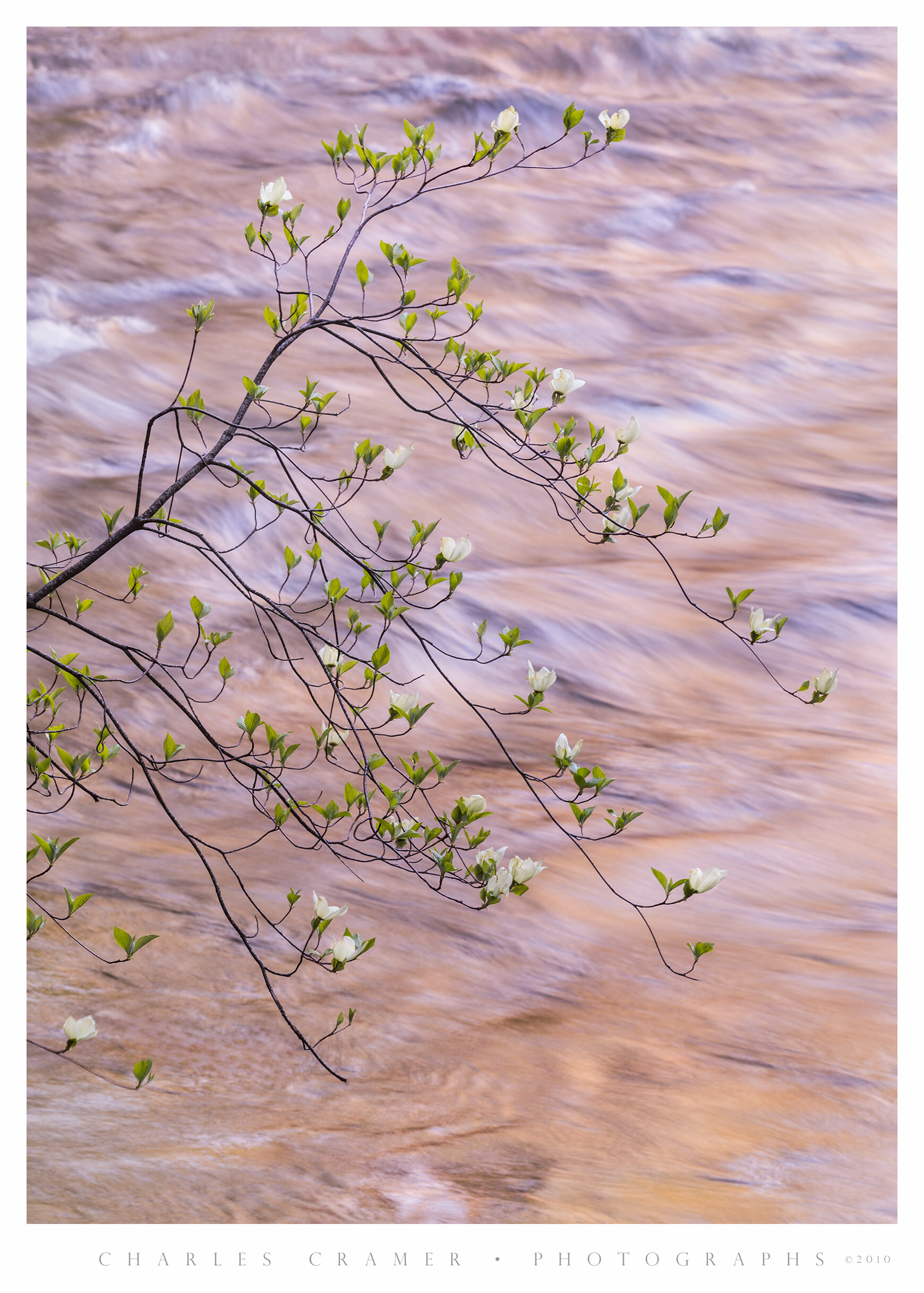 Evening Light, Dogwood, Merced River, Yosemite