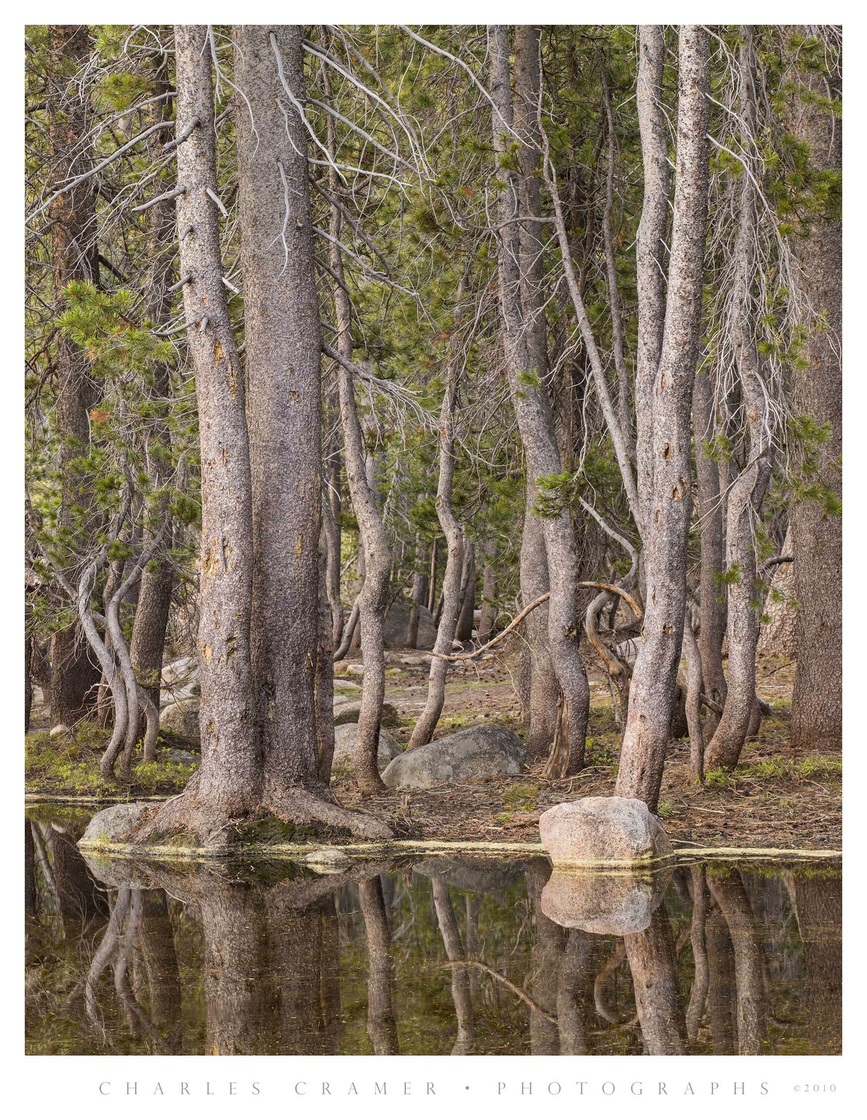 Lodgepole Pines, Twisted Saplings, Tenaya Lake Shoreline, Yosemite