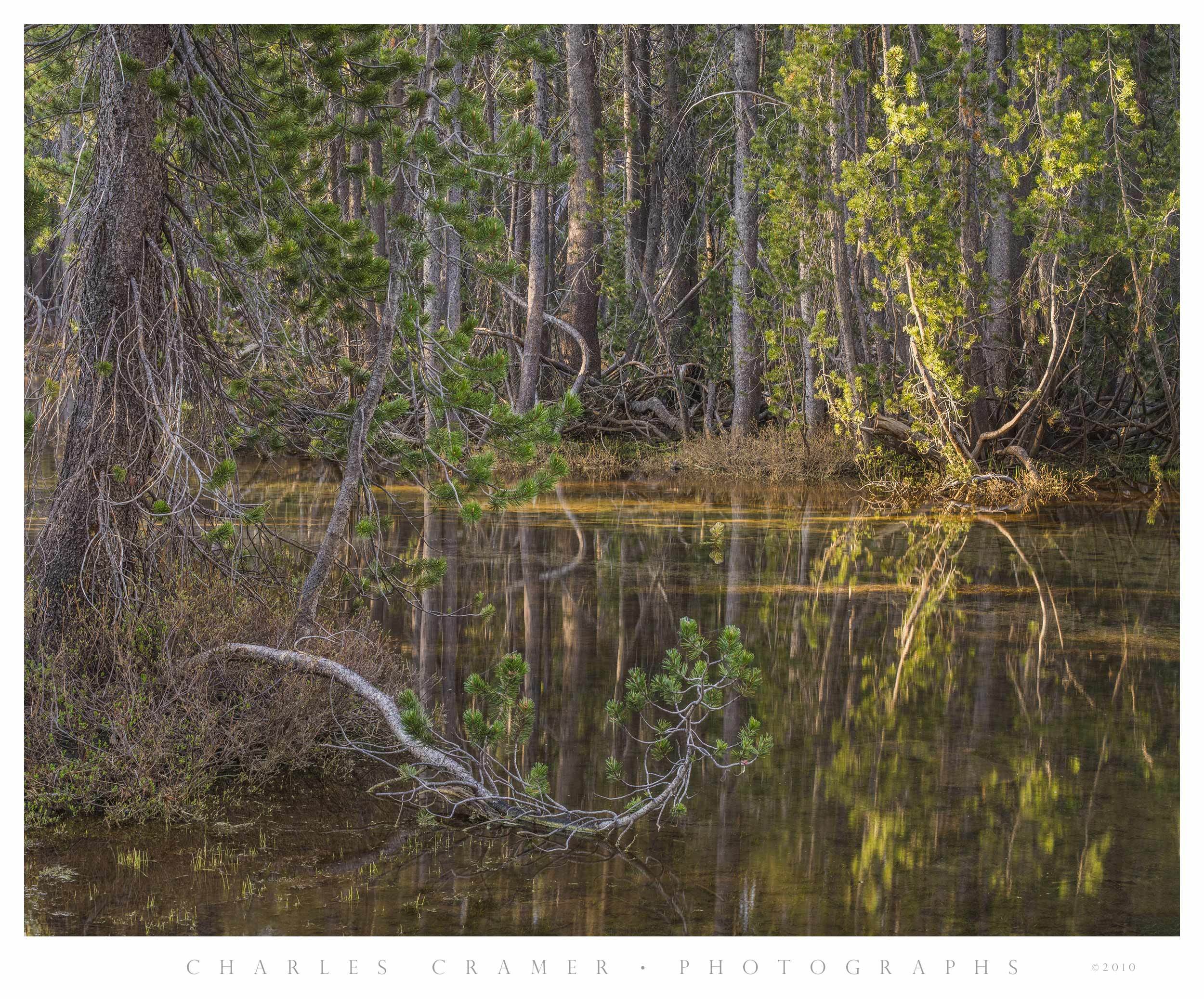 Dappled Light, Tenaya Lake, Yosemite