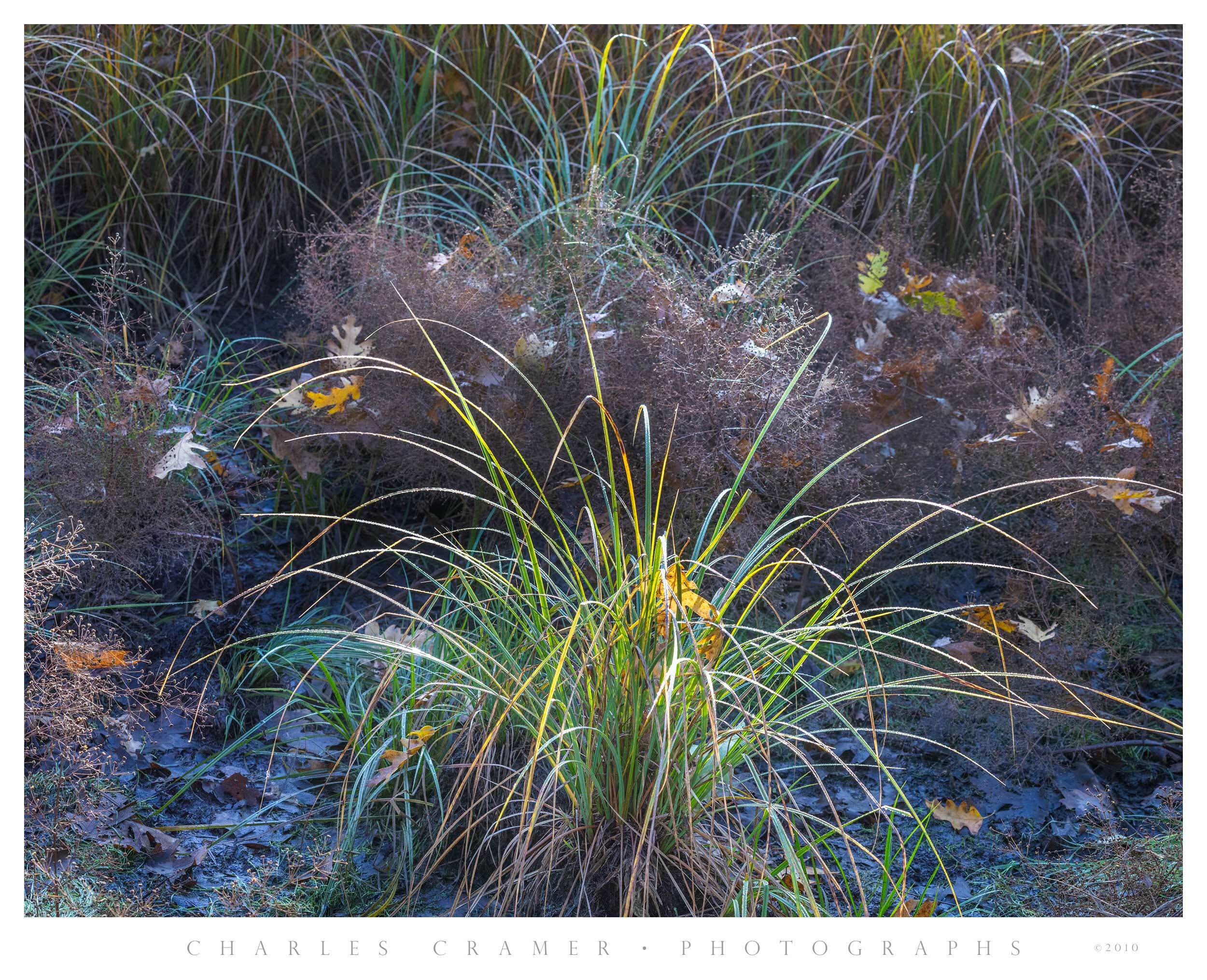 Backlit Grasses and Leaves, near Merced River, Yosemite