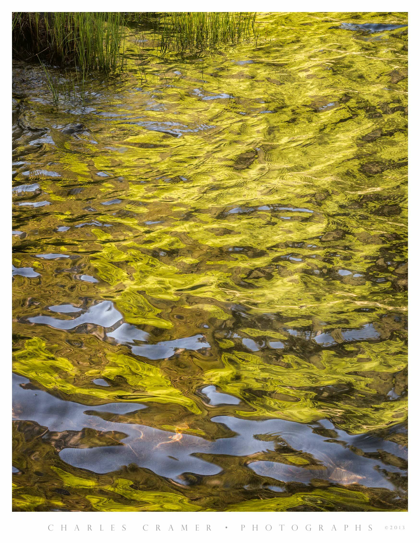 Crazy Reflections, Merced Shore, Grasses, Yosemite