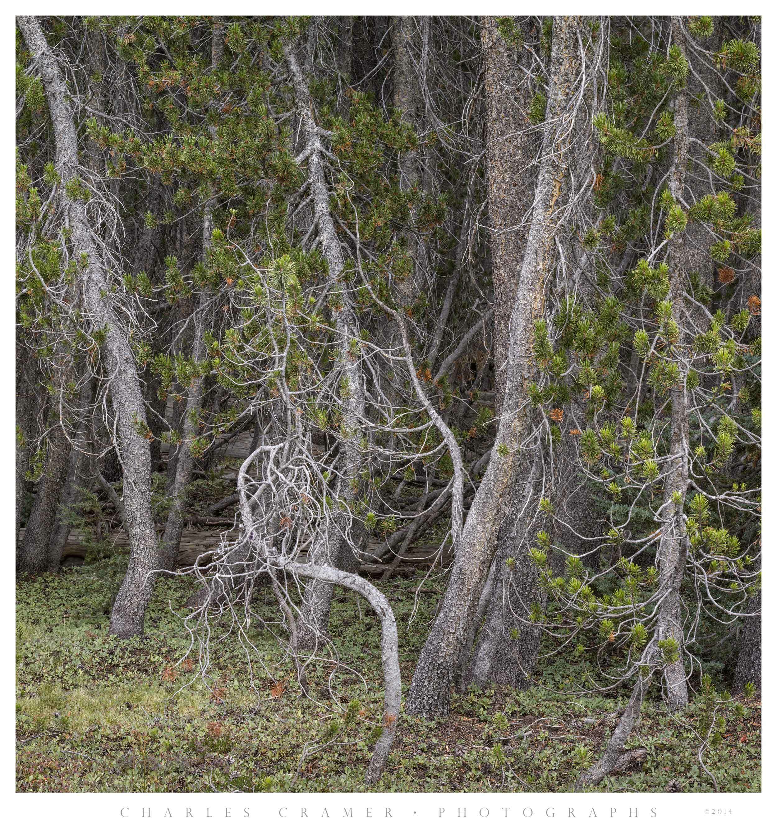 Twisted Saplings, Alpine Lake, Yosemite