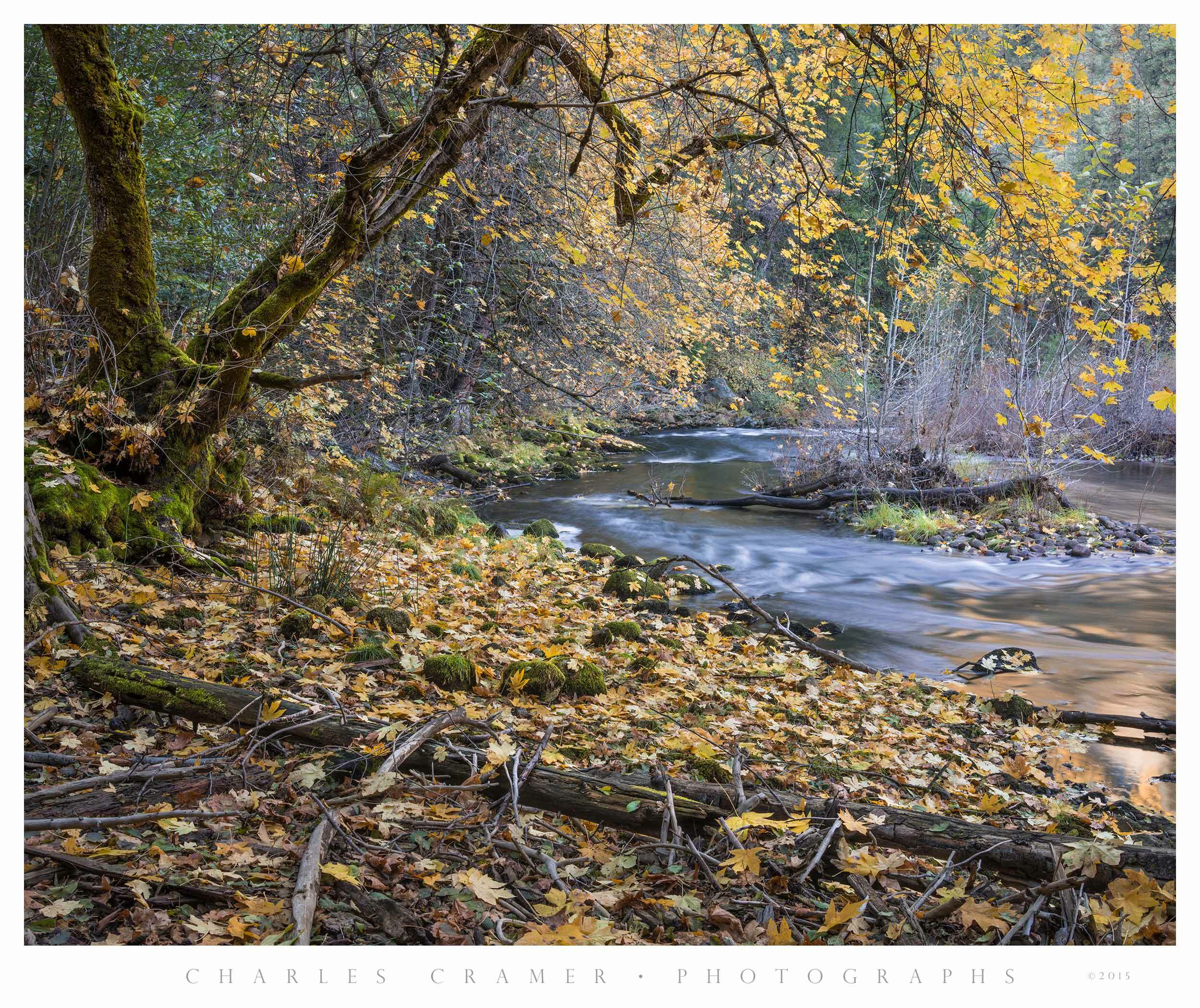 Merced Shore, Autumn, Leaning Tree, Yosemite