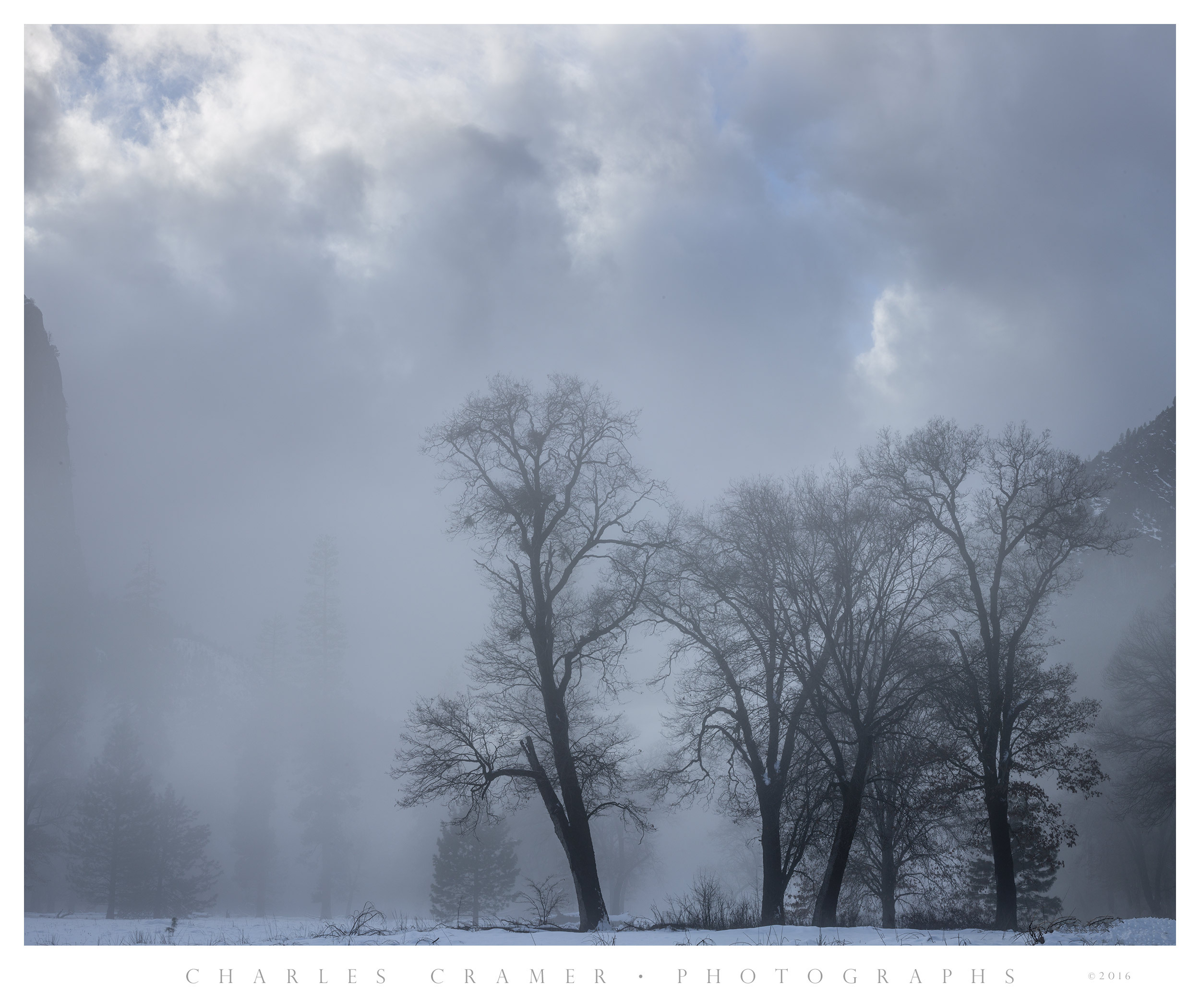 Clearing Storm, Black Oaks, Snow, Yosemite