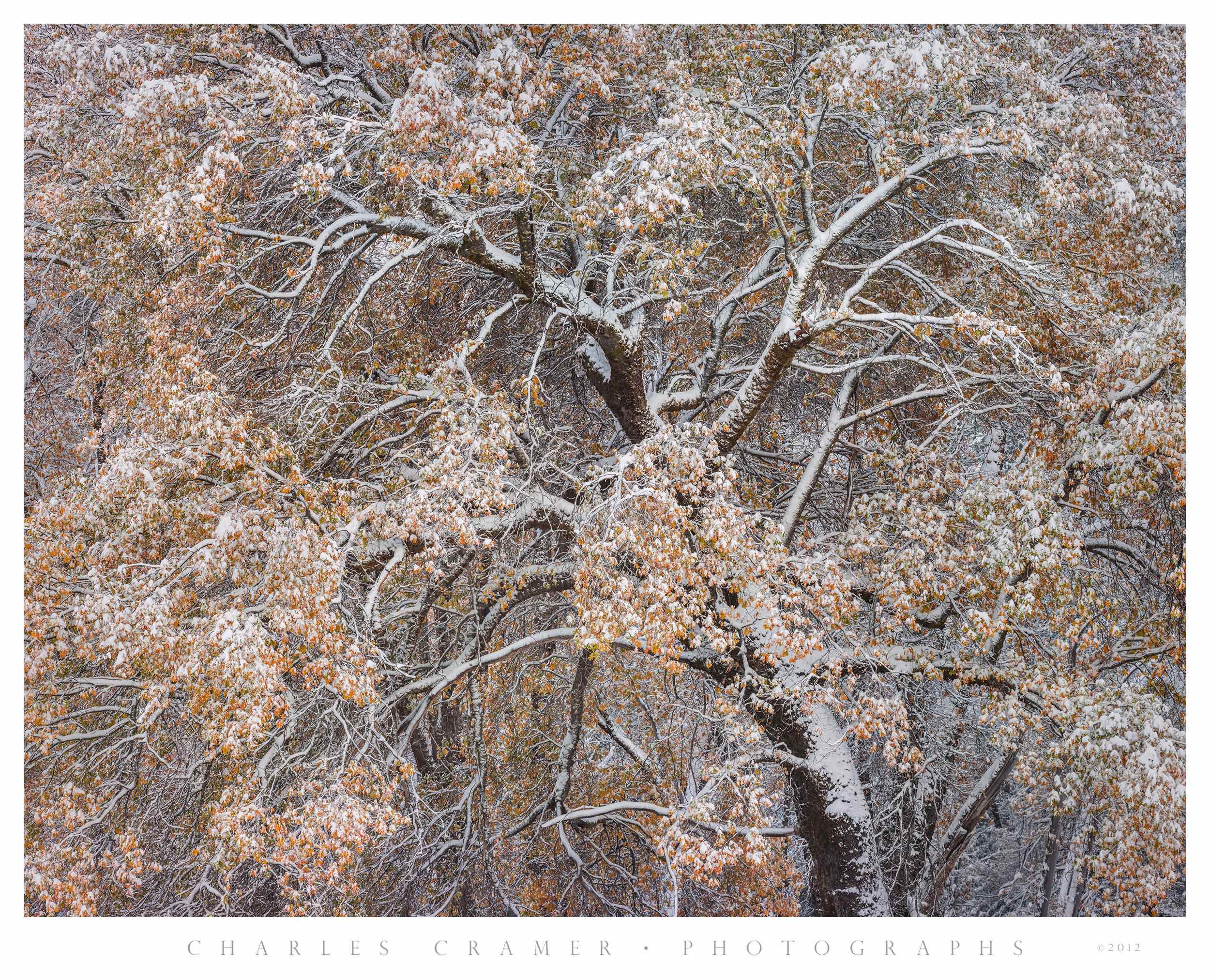 Leaning Oak, Autumn Snow, Yosemite Valley