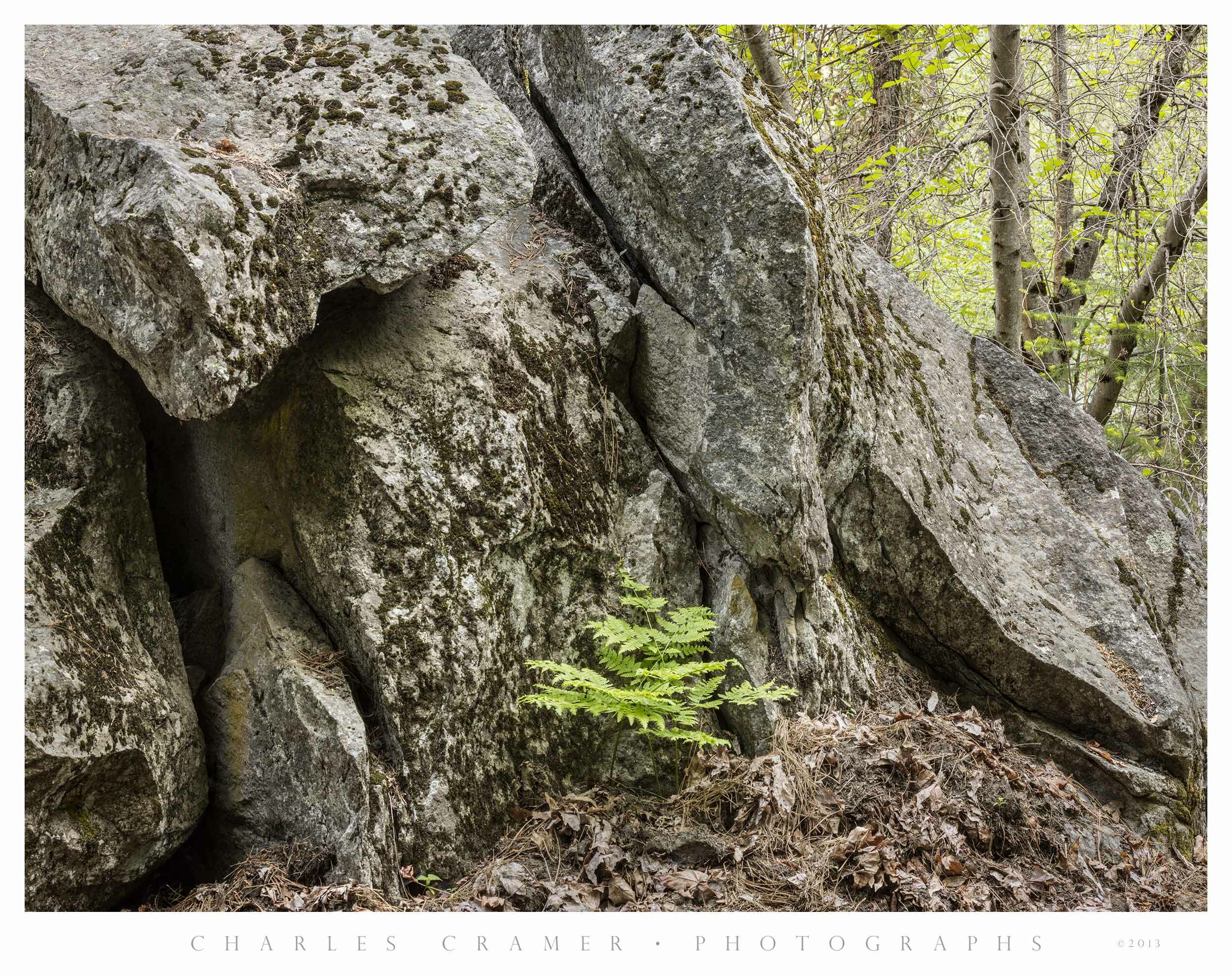 Fern Nestled in Boulder, Yosemite