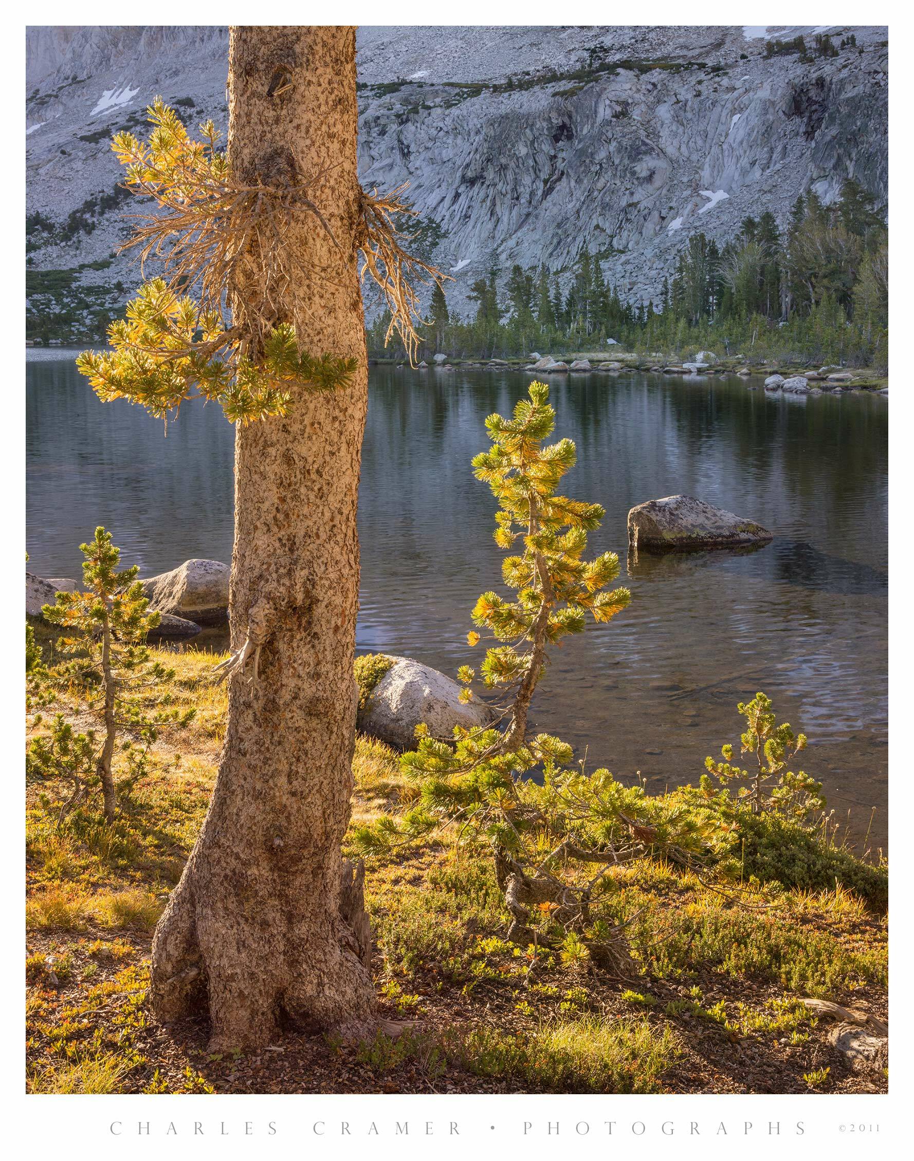 Backlit Trees, Lake Shoreline, Yosemite