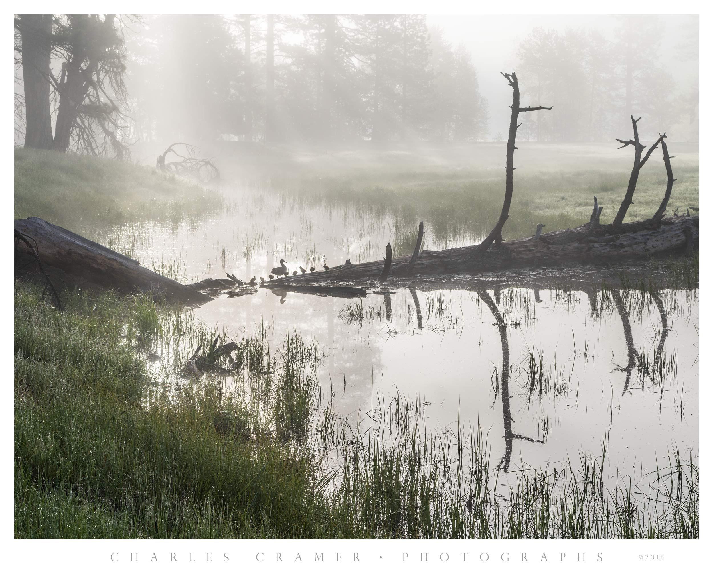 Fallen Log and Pond, Ducks, Sentinel Meadow, Yosemite